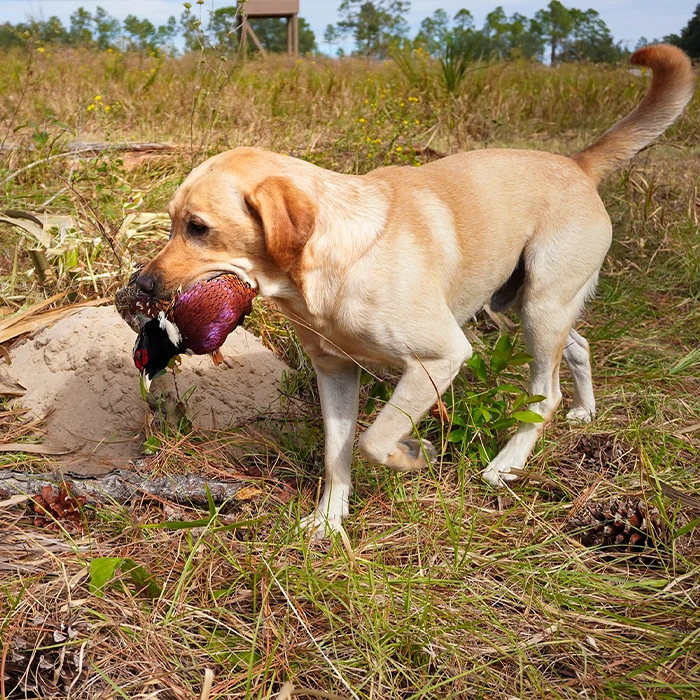 Lilsa Lodge upland bird hunting—in the field