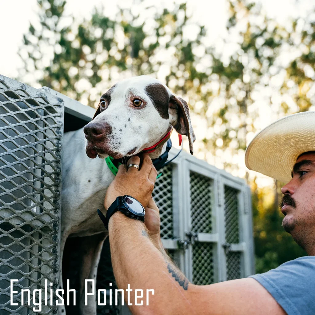 english pointer bird hunting dog