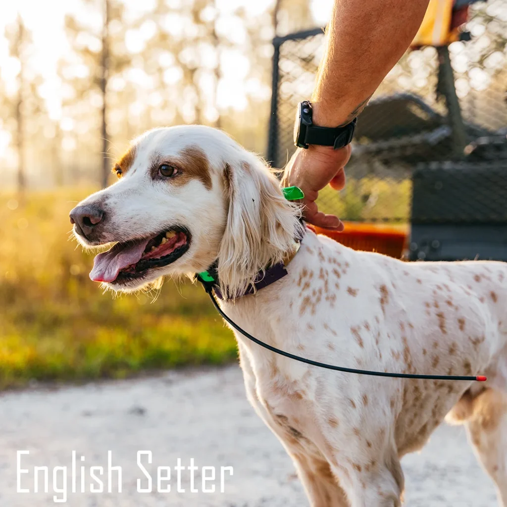 english setter bird hunting dogs