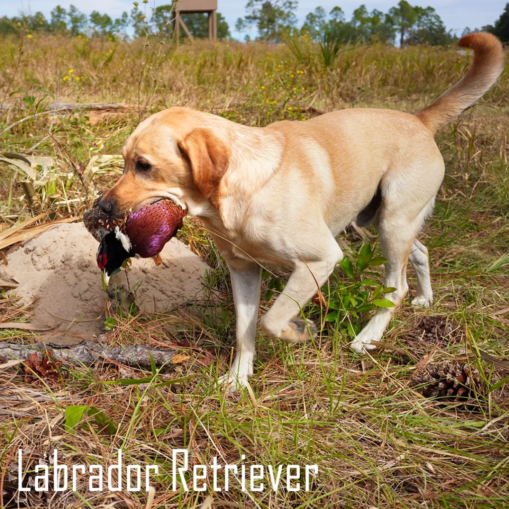 labrador retriever bird hunting dogs