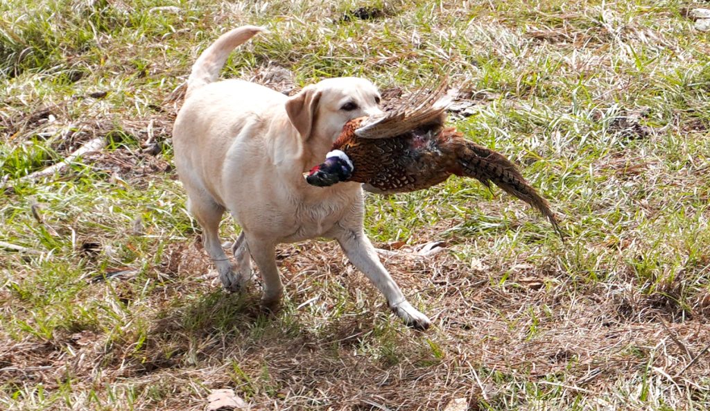 lilsa-lodge-labrador-retriever-fetching-bird-from-pheasant-tower-shoot-3