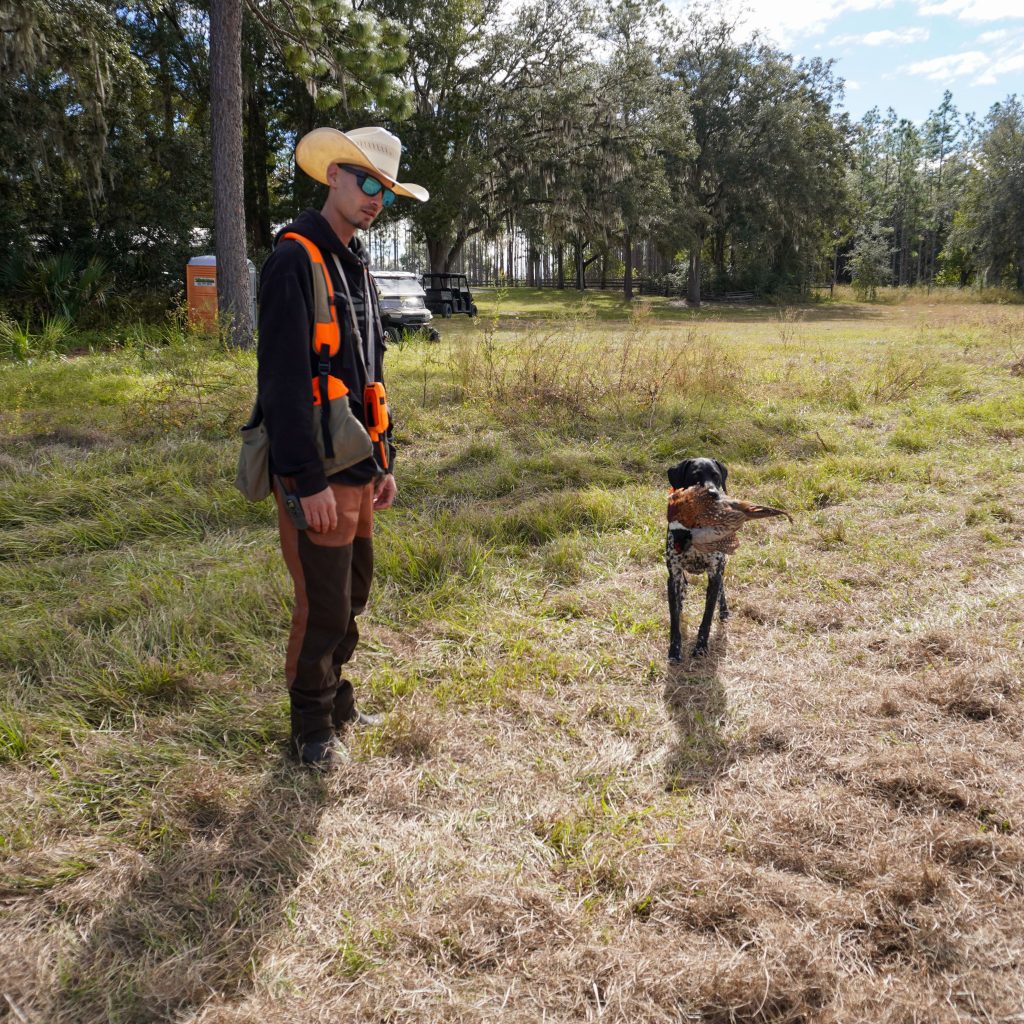 man-and-bird-hunting-dogs