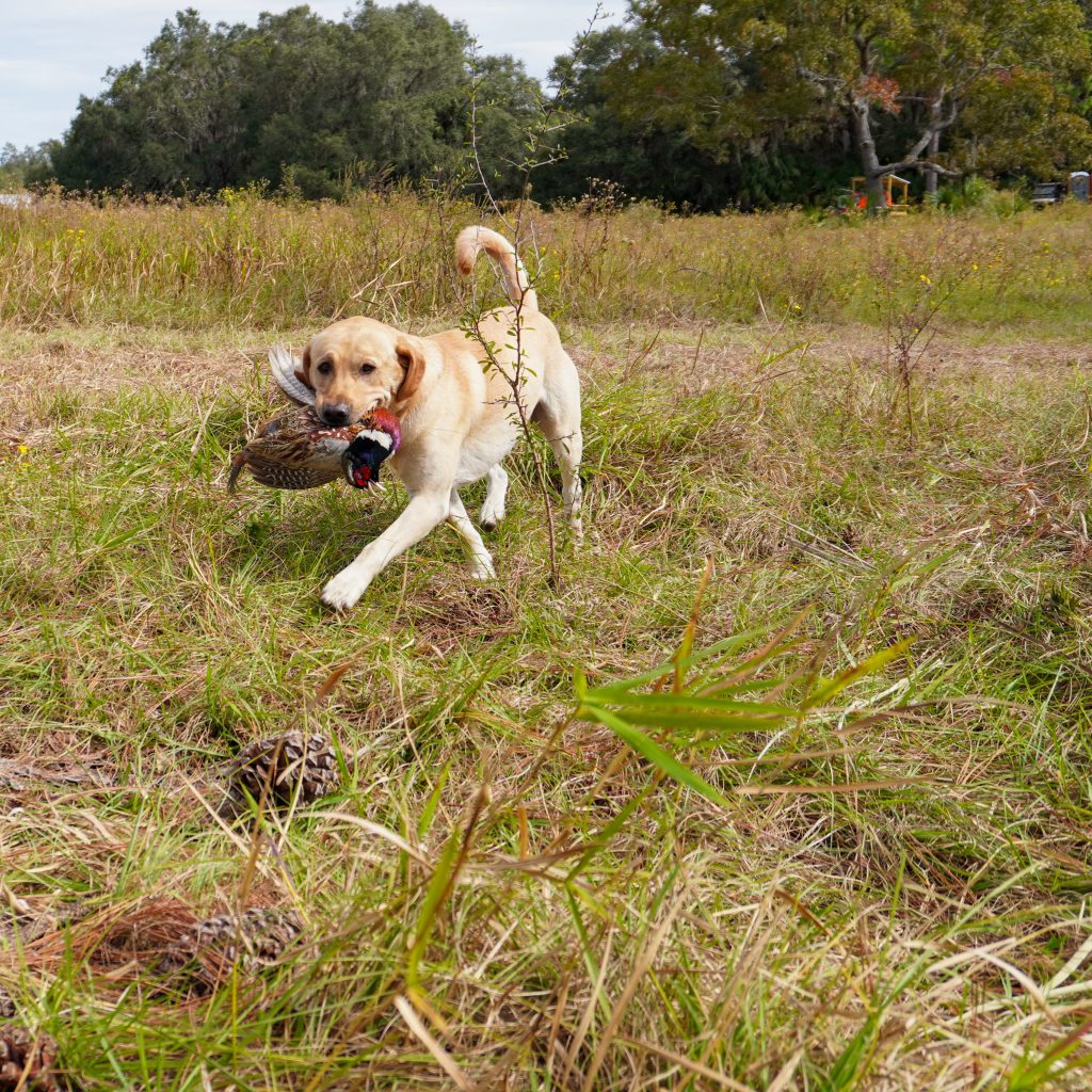 Lilsa-lodge-bird-hunting-dogs-retrieving-pheasant