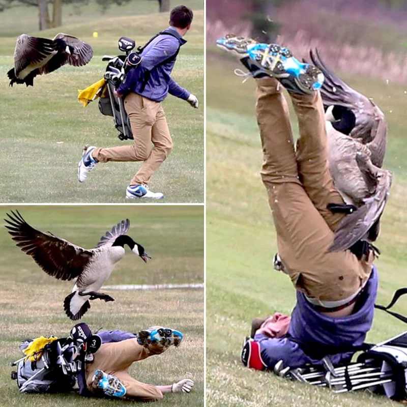 goose-attacks-golfer