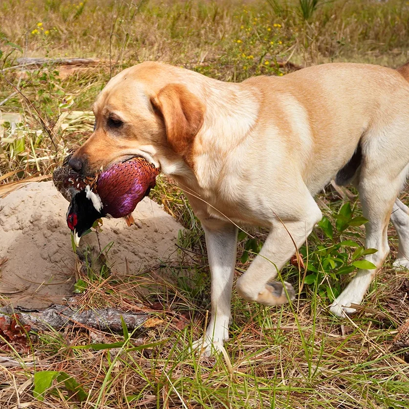 labrador retriever bird hunting dogs