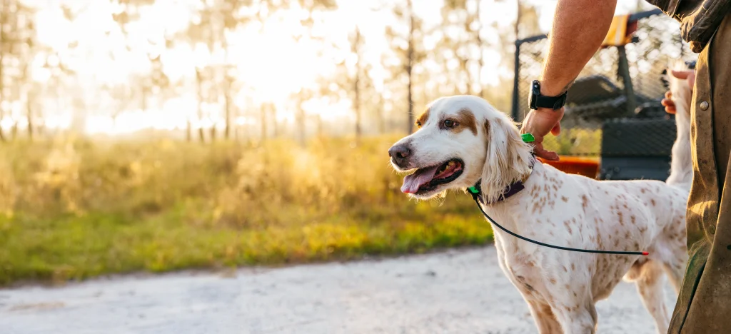 lilsa-lodge-bird-hunting-dog-training