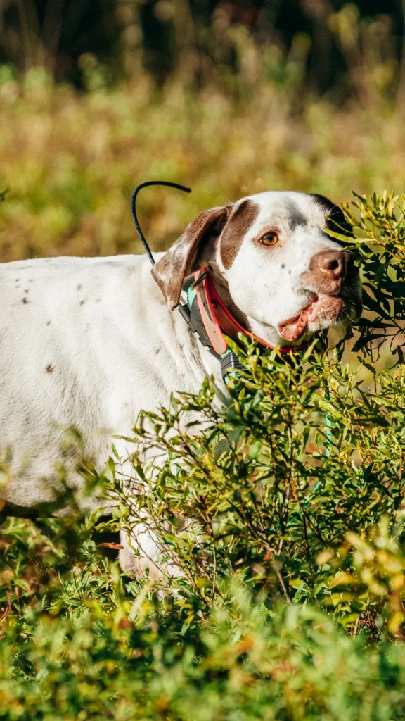 lilsa-bird-dog-flip-backside