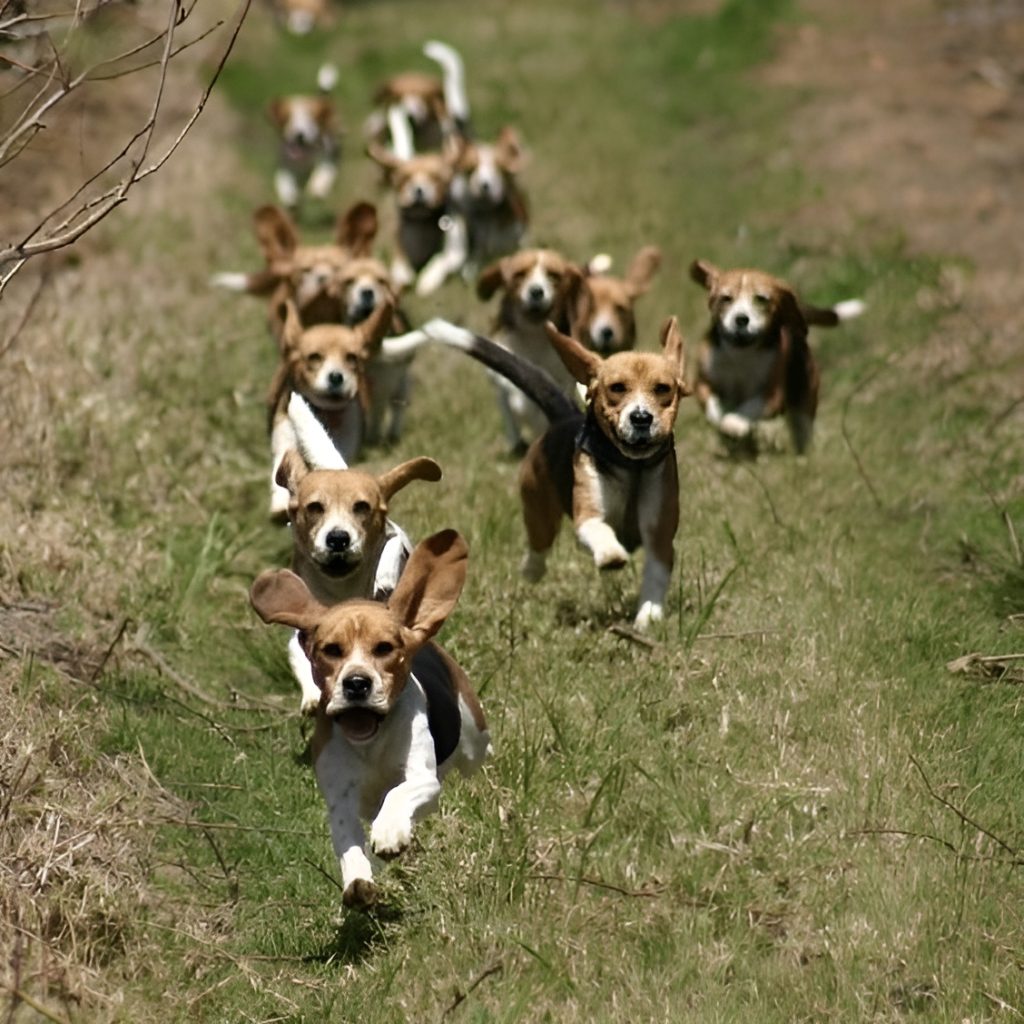 pack of beagles