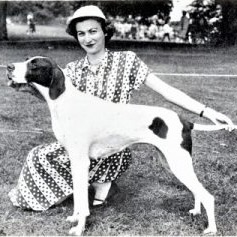 history of english pointer