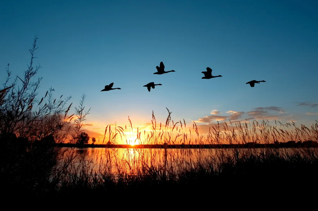 sunset birds flying
