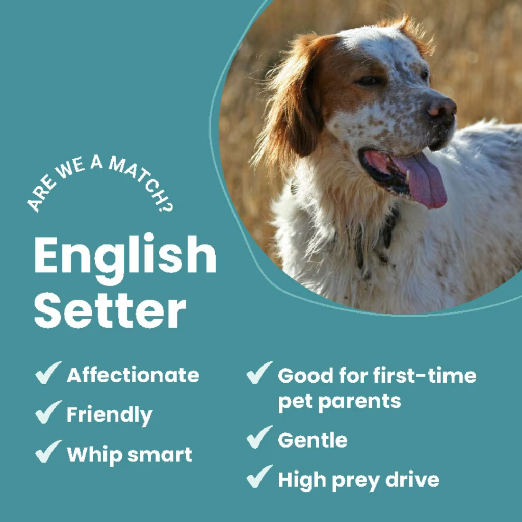 english setter temperament