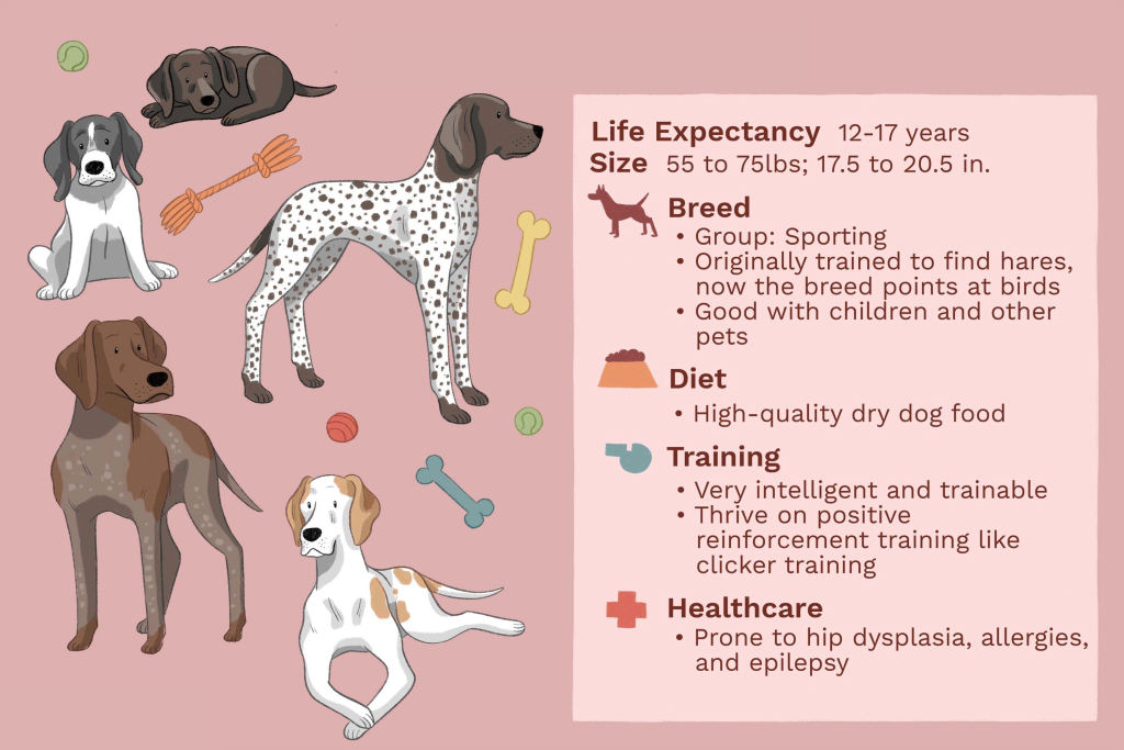 english pointer characteristics