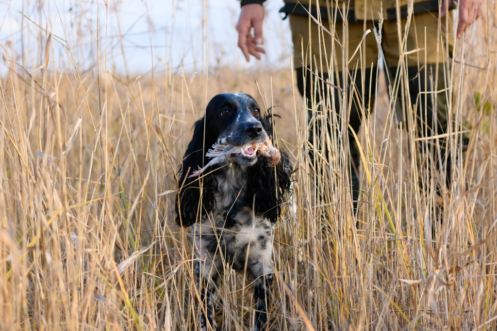 Hunting dog with quail