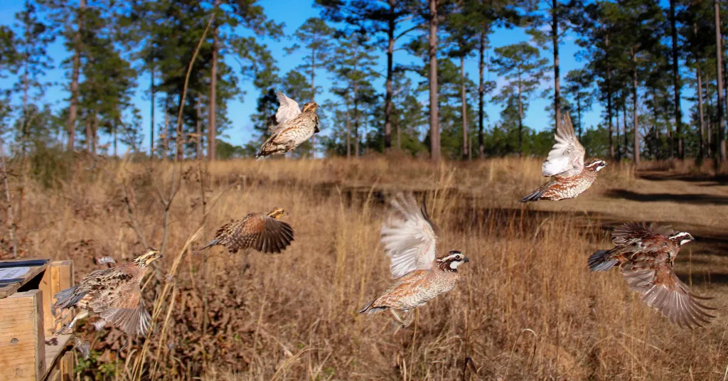 Quail release box